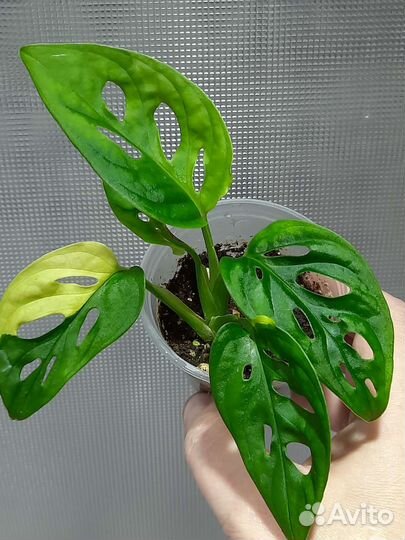 Эпипремнумы, сингониумы, монстеры