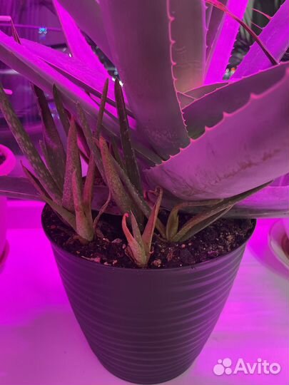 Цветок алоэ вера