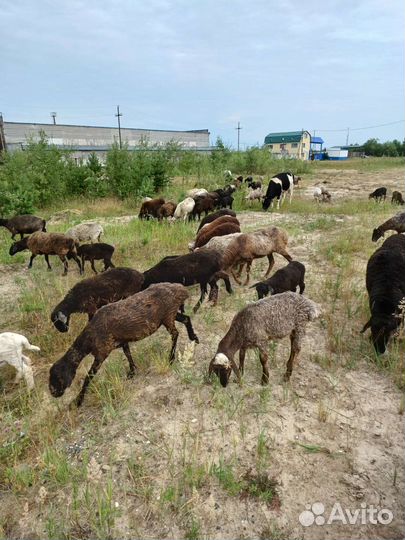 Курдючные бараны