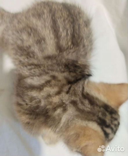 Кошки шотландцы и британские