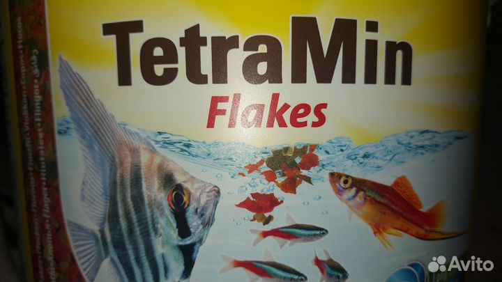 Нанокары, сапфировые попугаи,корм