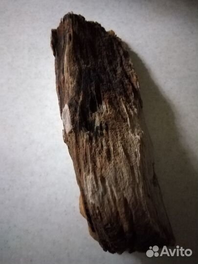 Окаменелое дерево