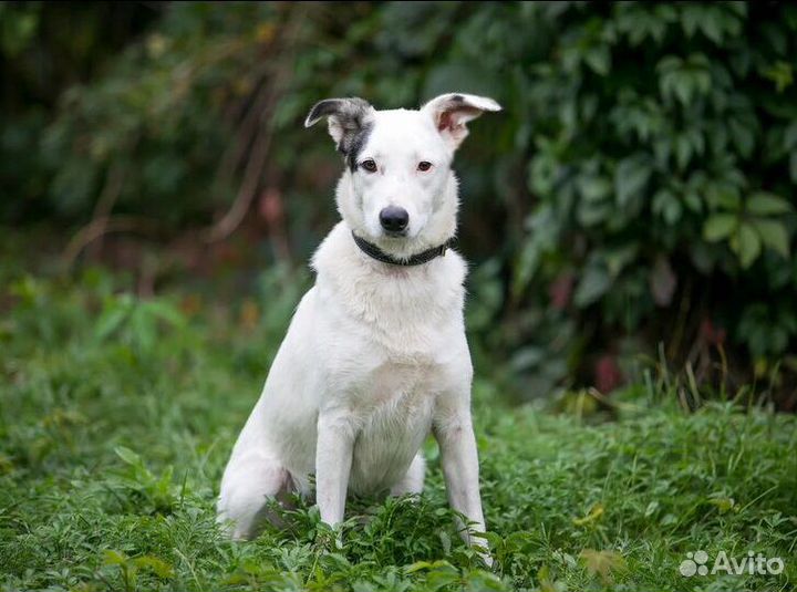 Беленькая Нора