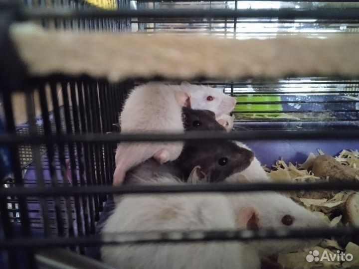 Крысы дамбо