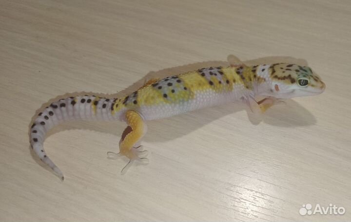 Эублефар малыши