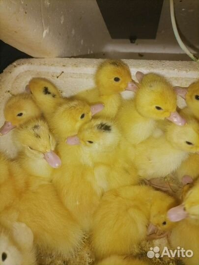 Утята Муларды