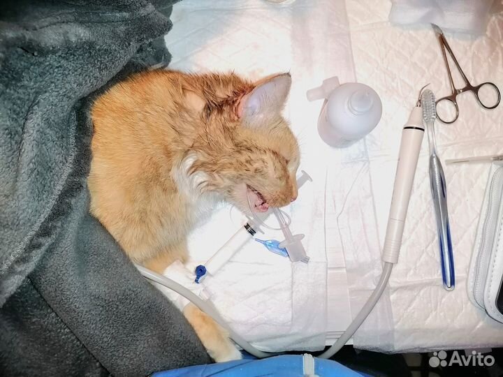 Чистка зубов собакам и кошкам под наркозом