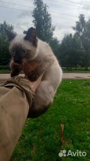 Котенок сиамский