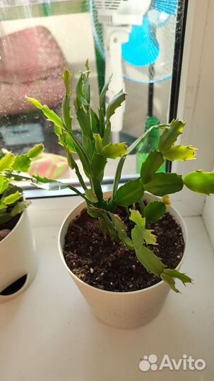 Декабрист шлюмбергера в горшке