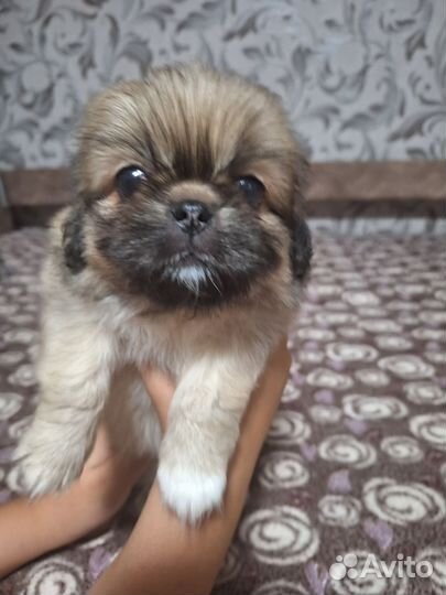 Пекинес