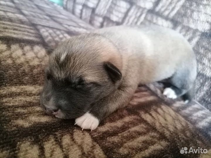 Щенок в добрые руки