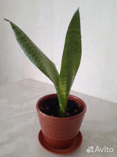 Сансевиерия
