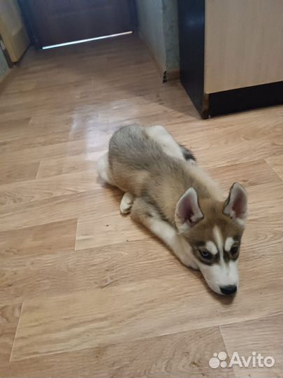 Сибирский Хаски