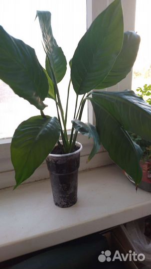 Спатифилиум(женское счастье)