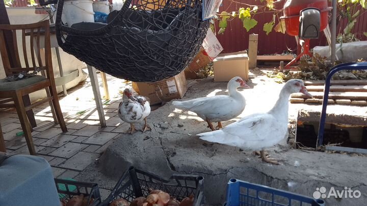 Семья индоуток