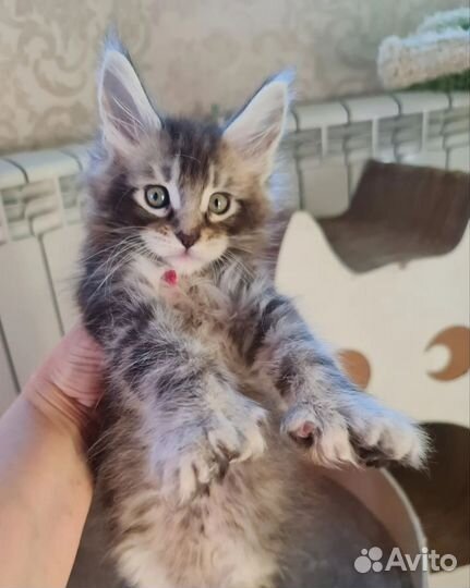 Мейнкун маличик полидакт 77х77