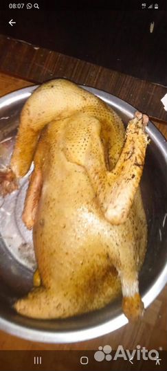 Домашнее гуси