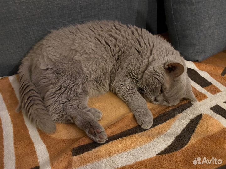 Выгул собак догситтер