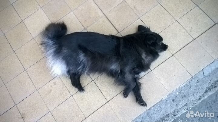 Немецкий шпиц девочка ищет жениха