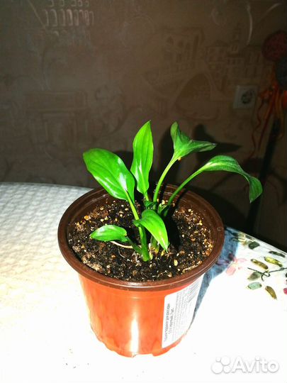 Спатифиллум Свит лауретта