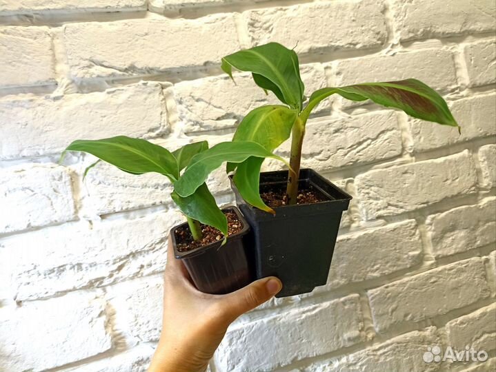 Комнатный ананас, инжир фига, гранат, банан