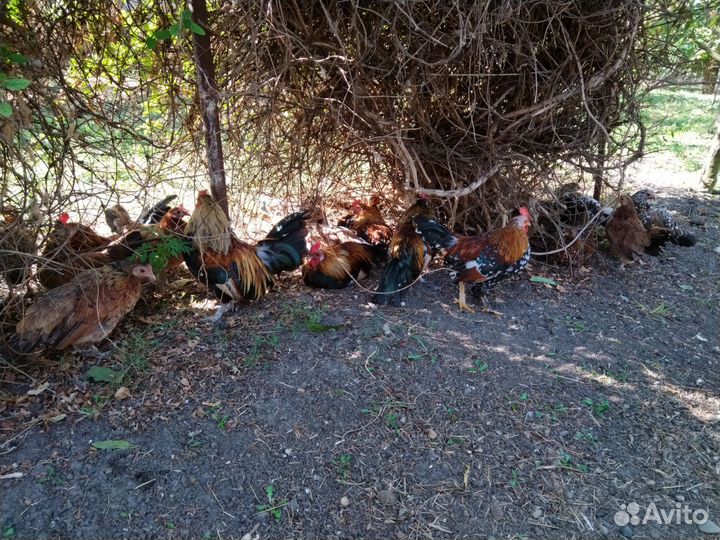 Карликовые(декоративные) курочки