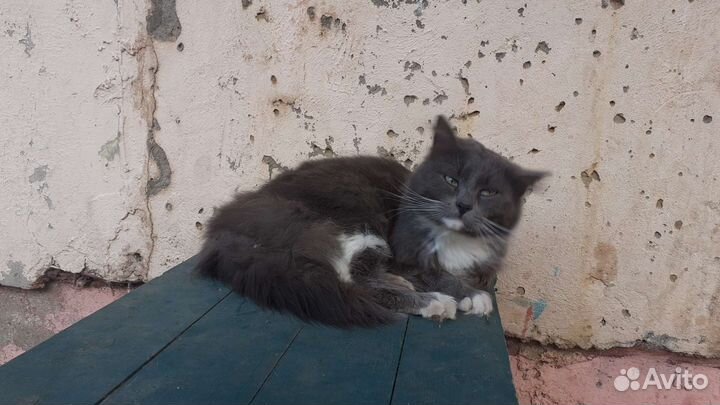 Помогите котику