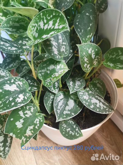 Комнатные растения