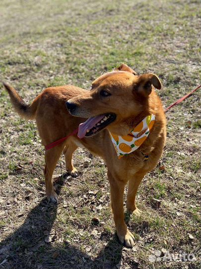 Умный и добрый пёс из приюта в дар