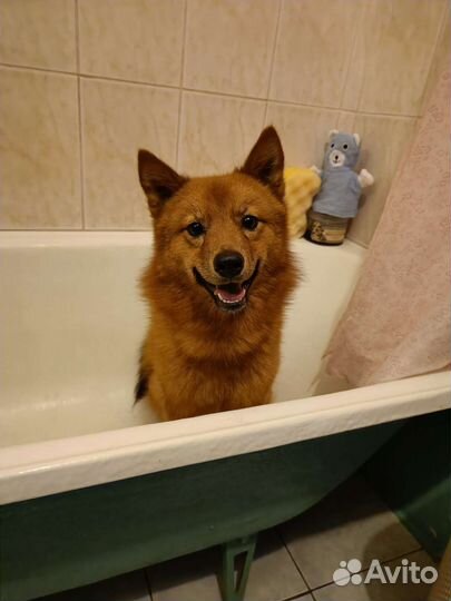 Вязка карело финская лайка