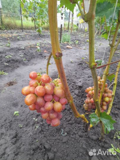 Черенки винограда