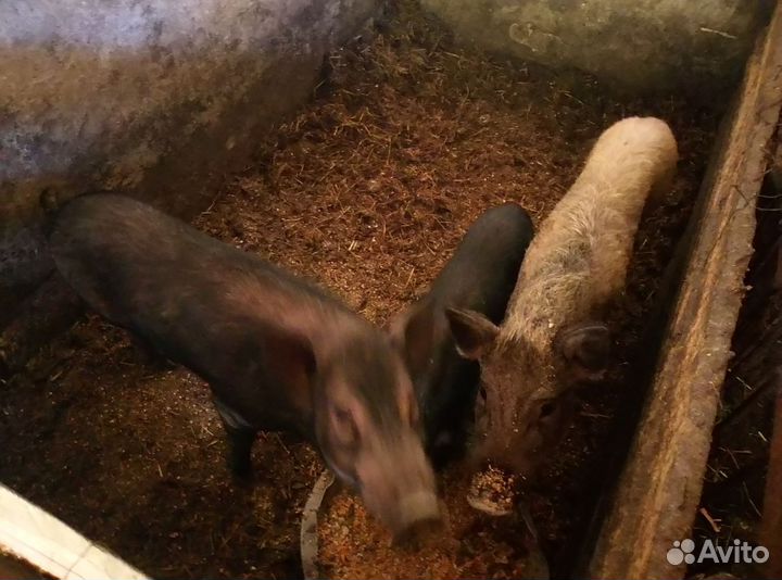 Вьетнамск вислобрюхий хряк