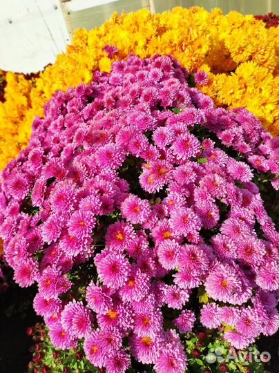 Черенки хризантемы мультифлора