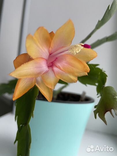 Шлюмбергера (декабрист)