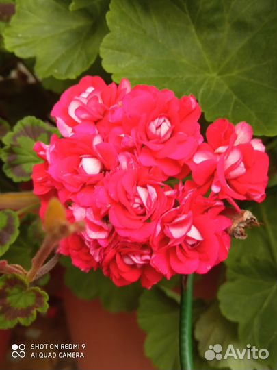 Цветы многолетники