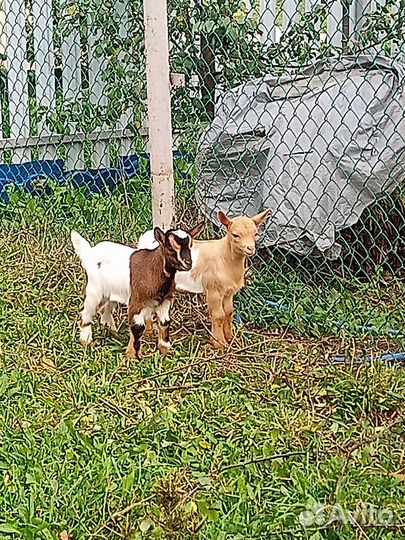 Камерунские козлики