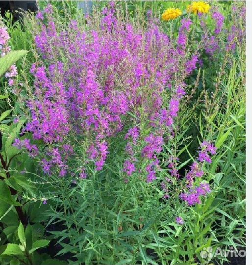 Цветы многолетники