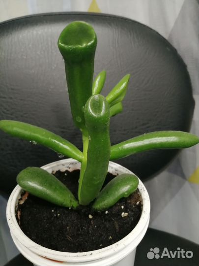 Крассула хоббит