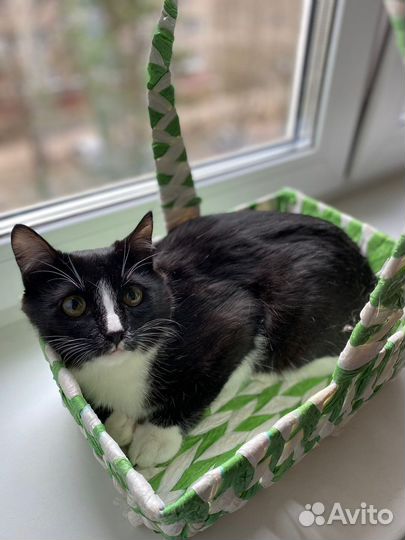 Котик в добрые руки