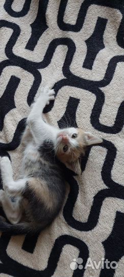 Трехцветная кошечка