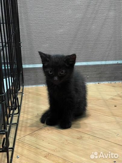 Кошки в добрые руки бесплатно