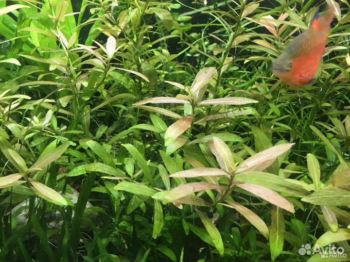 Растение аквариумное