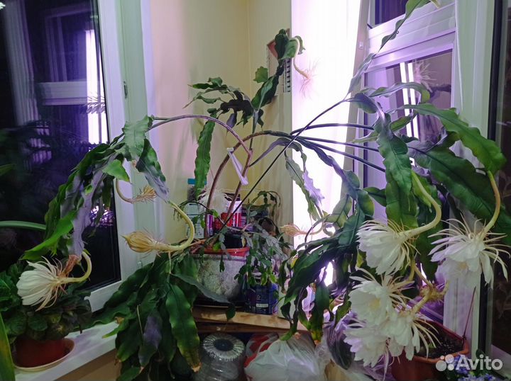 Комнатные цветы