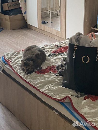 Кошечка в добрые руки