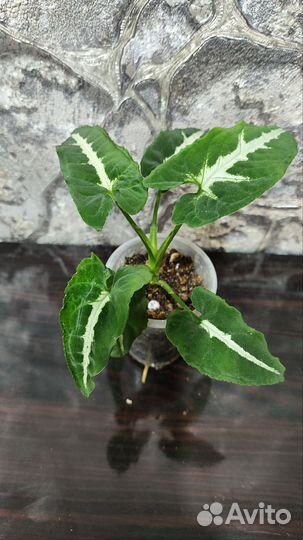 Сингониумы сортовые