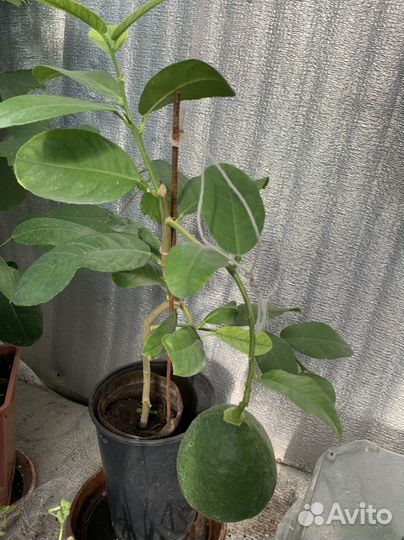 Лимон Пандероза