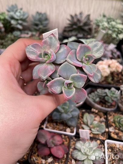 Суккуленты