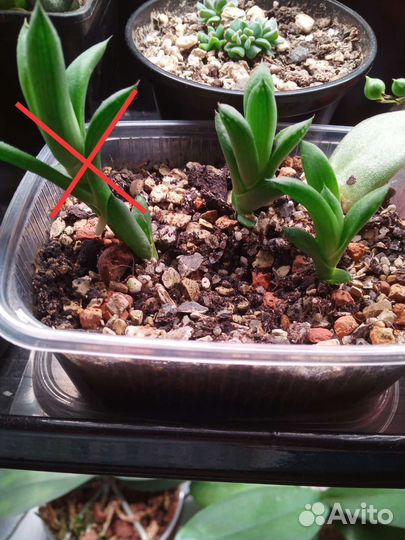 Эхеверия, хавортии, крассулы