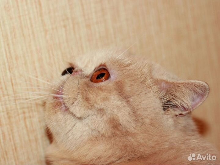 Экзотическая кошка