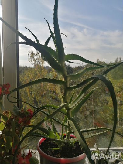 Алоэ столетник